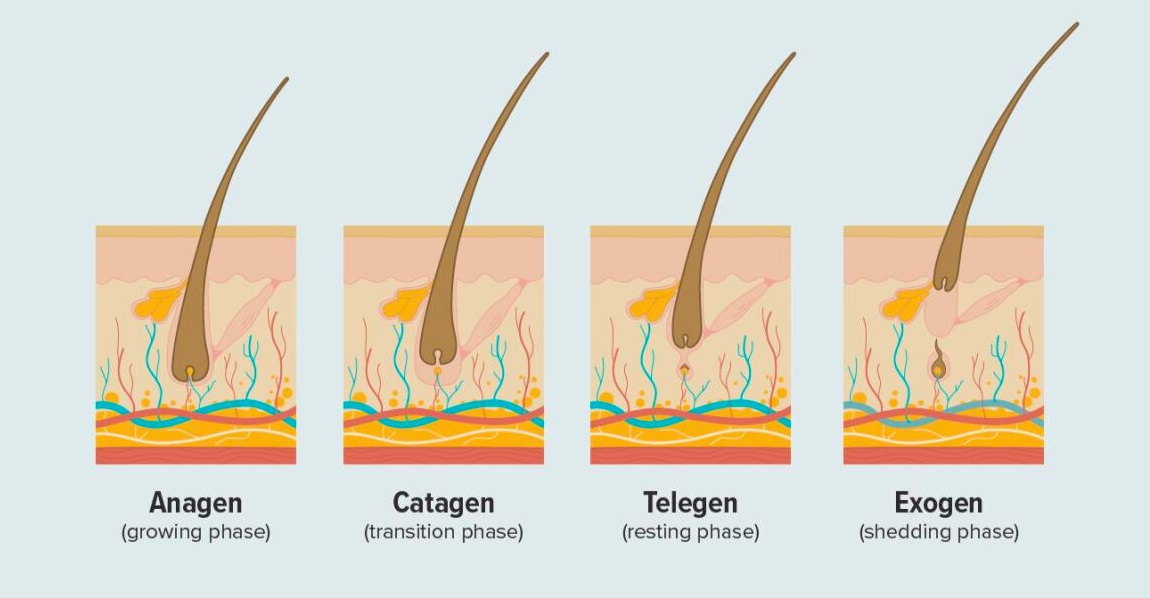 4 fasi della crescita dei capelli